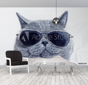 Picture of Funny muzzle of gray cat in sunglasses